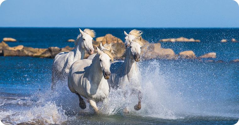 Vin des Sables & Vin Gris: The Unique Wines of Camargue